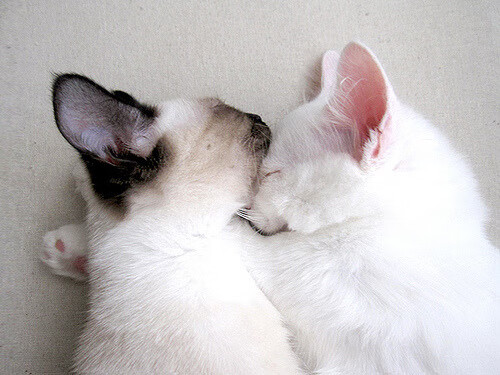 kaiyun.com-光明记忆未来之战职业联赛全面启动，高手云集，光明记忆cv