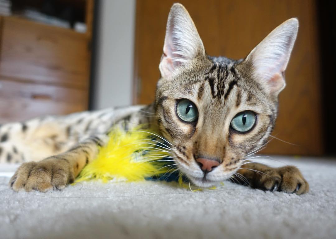 明日方舟“未来先锋”玩家对抗赛精彩纷呈,明日方舟未来干员