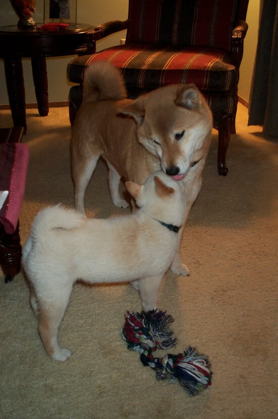 东亚球队迎战西亚对手,一触即发激烈对决,东亚和西亚足球