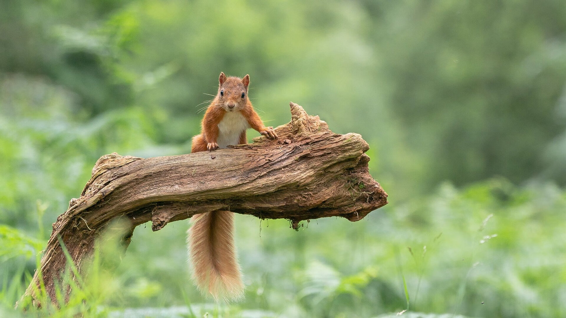 伯恩茅斯再次失利,保级压力愈发加大,伯恩茅斯是哪个城市
