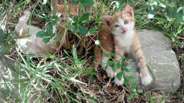 多特蒙德主帅积极寻找新引援,补充实力,多特蒙德主帅是谁