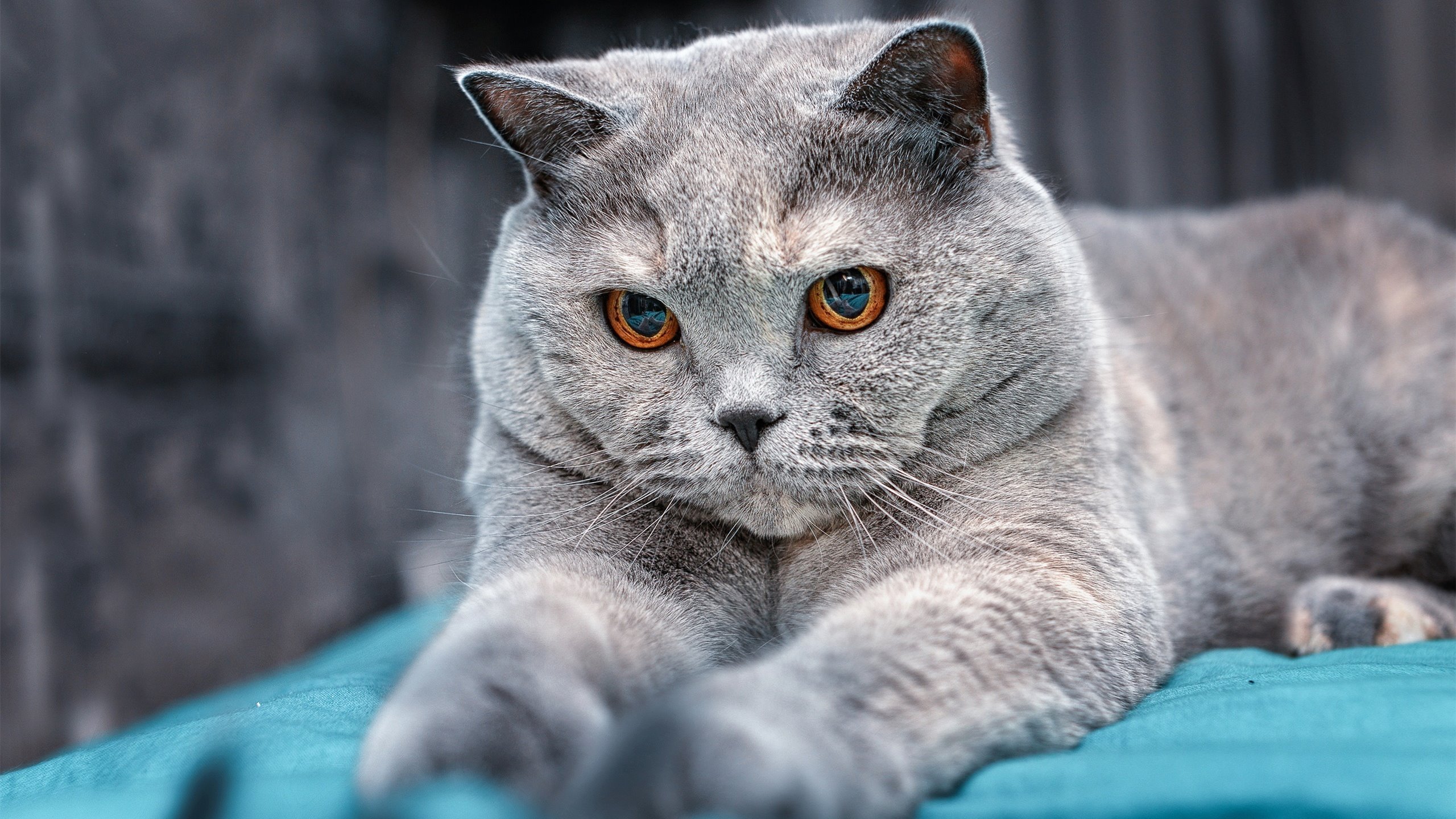 KAIYUNAPP-多特蒙德大胜比赛，连续胜利势头强劲，多特蒙德比赛结果