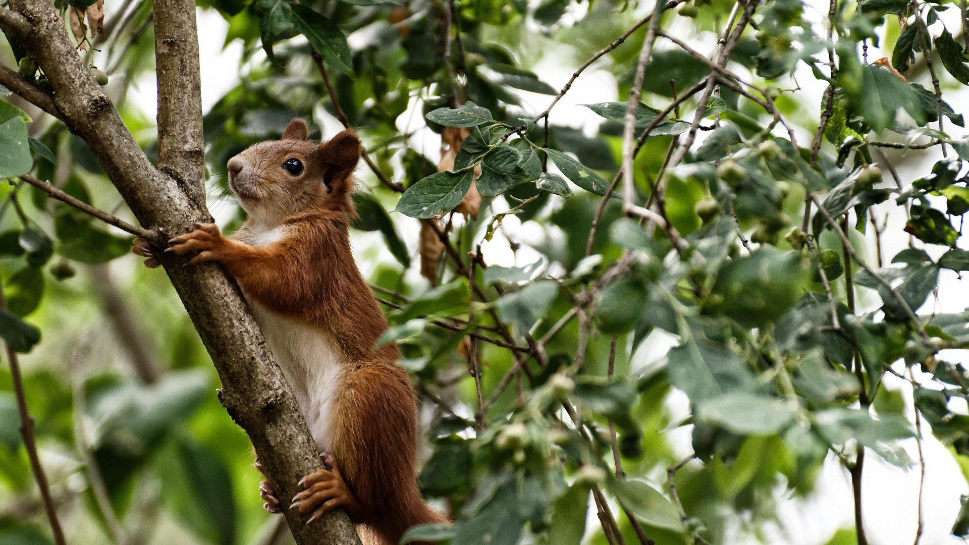开云官网APP下载-恩佐·费尔南德斯因争议视频向切尔西队友道歉，恩菲尔德事件改编