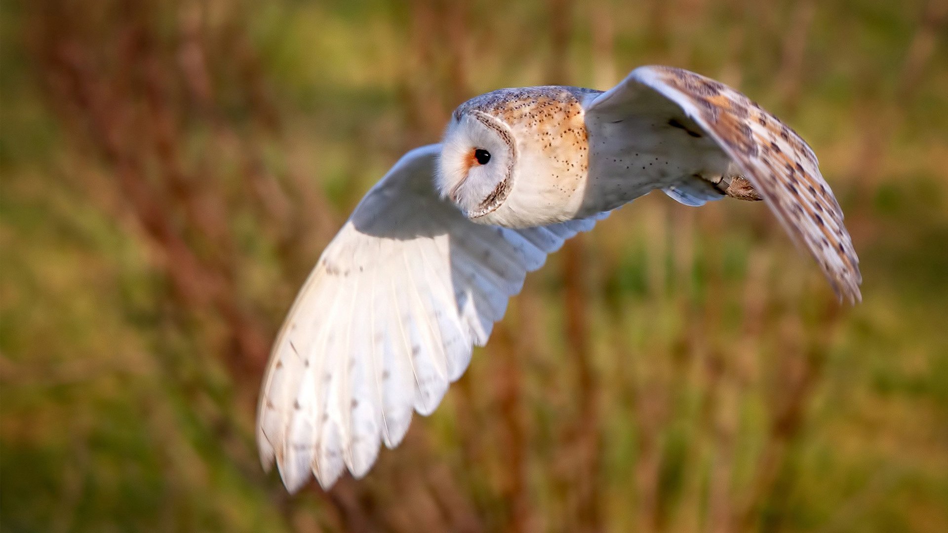 恩佐·费尔南德斯因争议视频向切尔西队友道歉,恩菲尔德事件改编