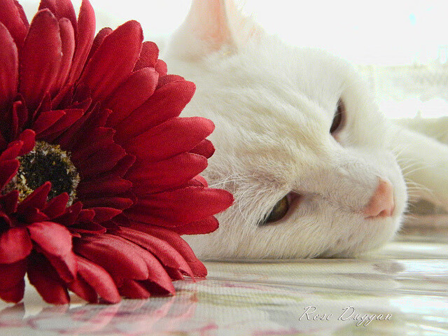 开云网页版-水晶宫客场不敌，遭遇三连败局面，水晶宫玩法