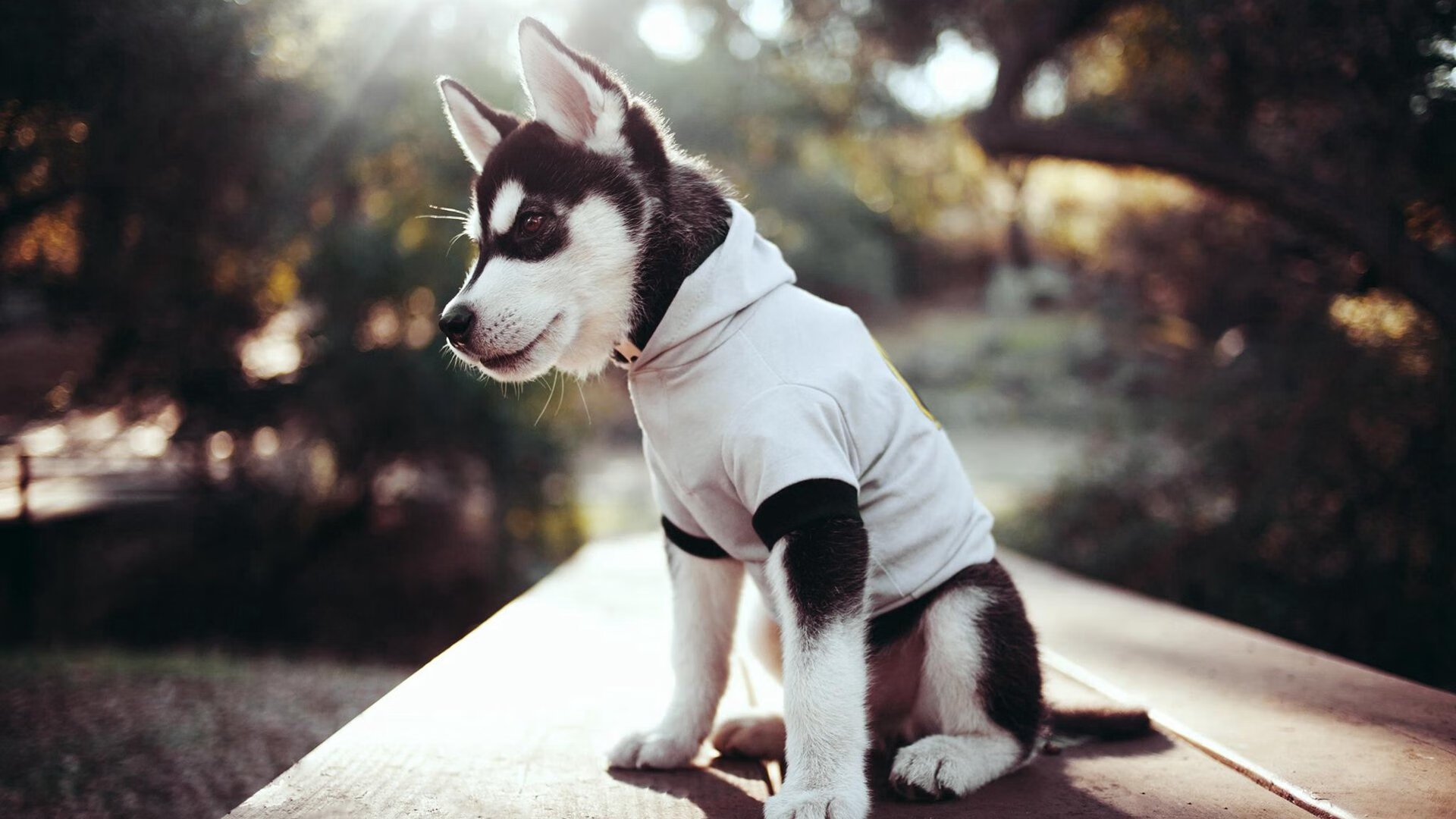 开云·体育官网APP下载-荷兰马术协会建立马术运动伤害预防中心，保障运动员安全。，荷兰马拉松比赛