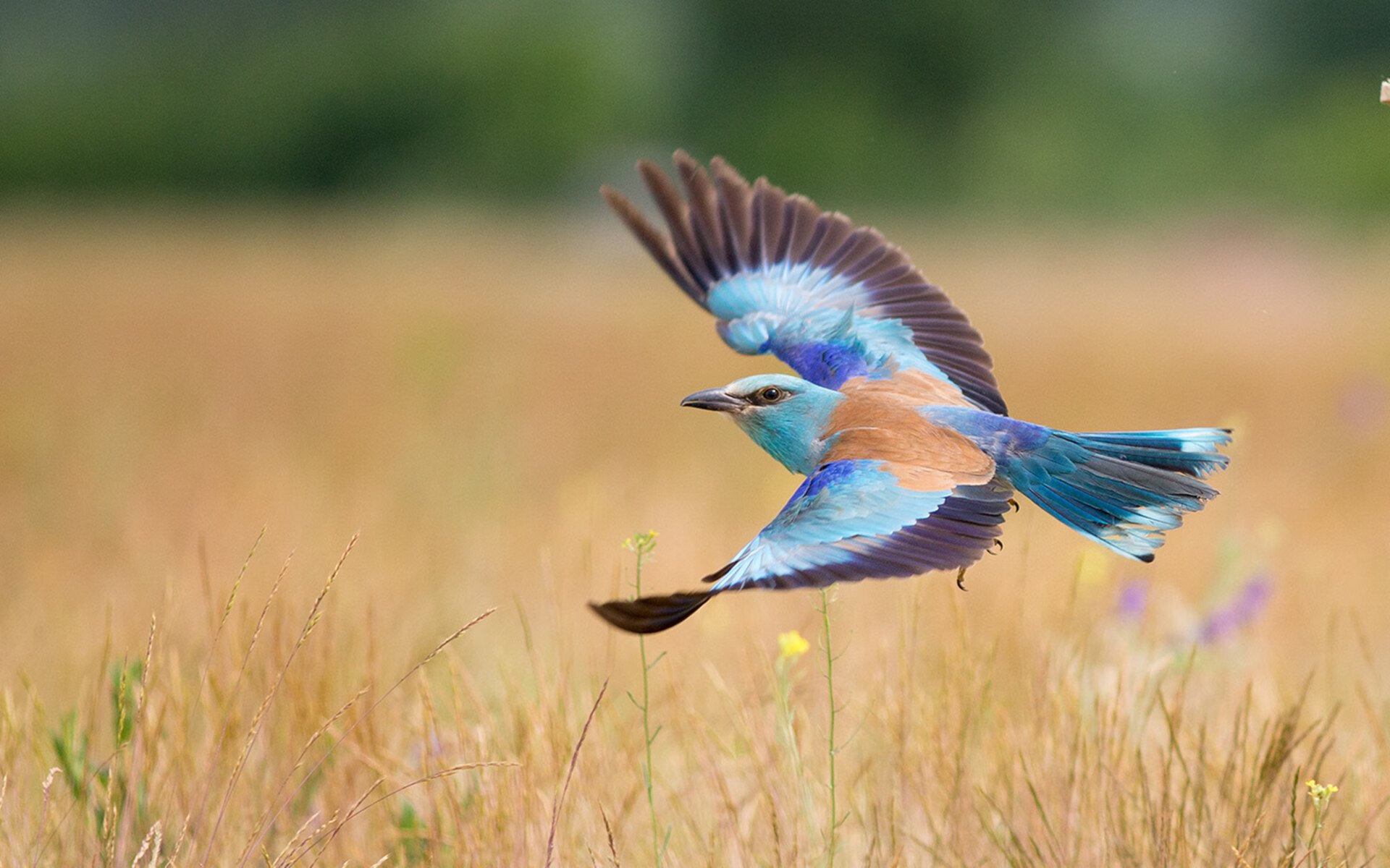 世界田径接力锦标赛中国男队再立新功,世界田径运动会接力赛