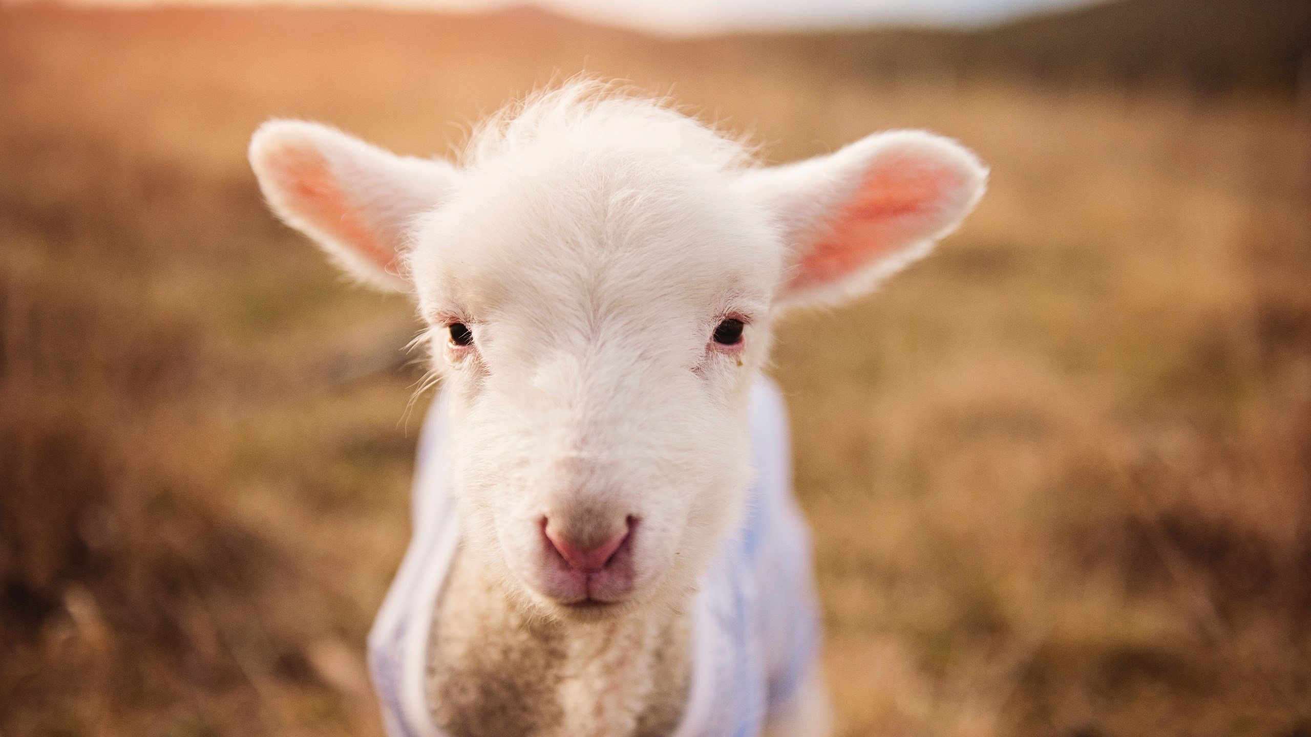 体育活动在城市公共空间布局中的优化路径,公共体育空间调研意义