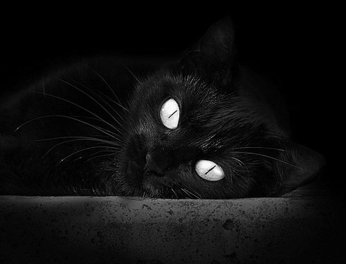 校园体育文化建设及成效分析,校园体育文化建设方案