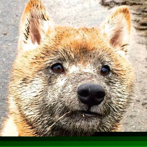 Kaiyun官方登录入口-“2025世界运动会：东部新区六人制袋棍球惊艳亮相”