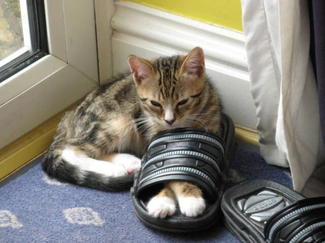 开云体育APP下载-“简阳文体中心：羽毛球赛场上演世界级选手的快速激战”