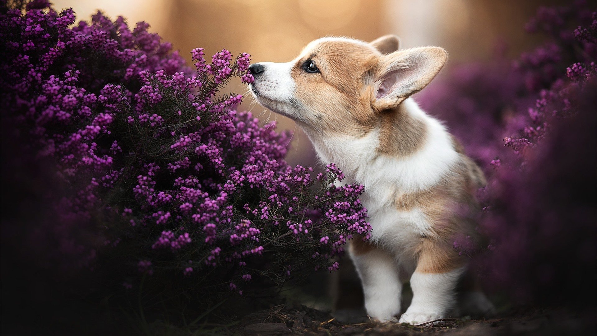 中国男篮注重控球能力 提高比赛节奏控制,中国篮球队控卫