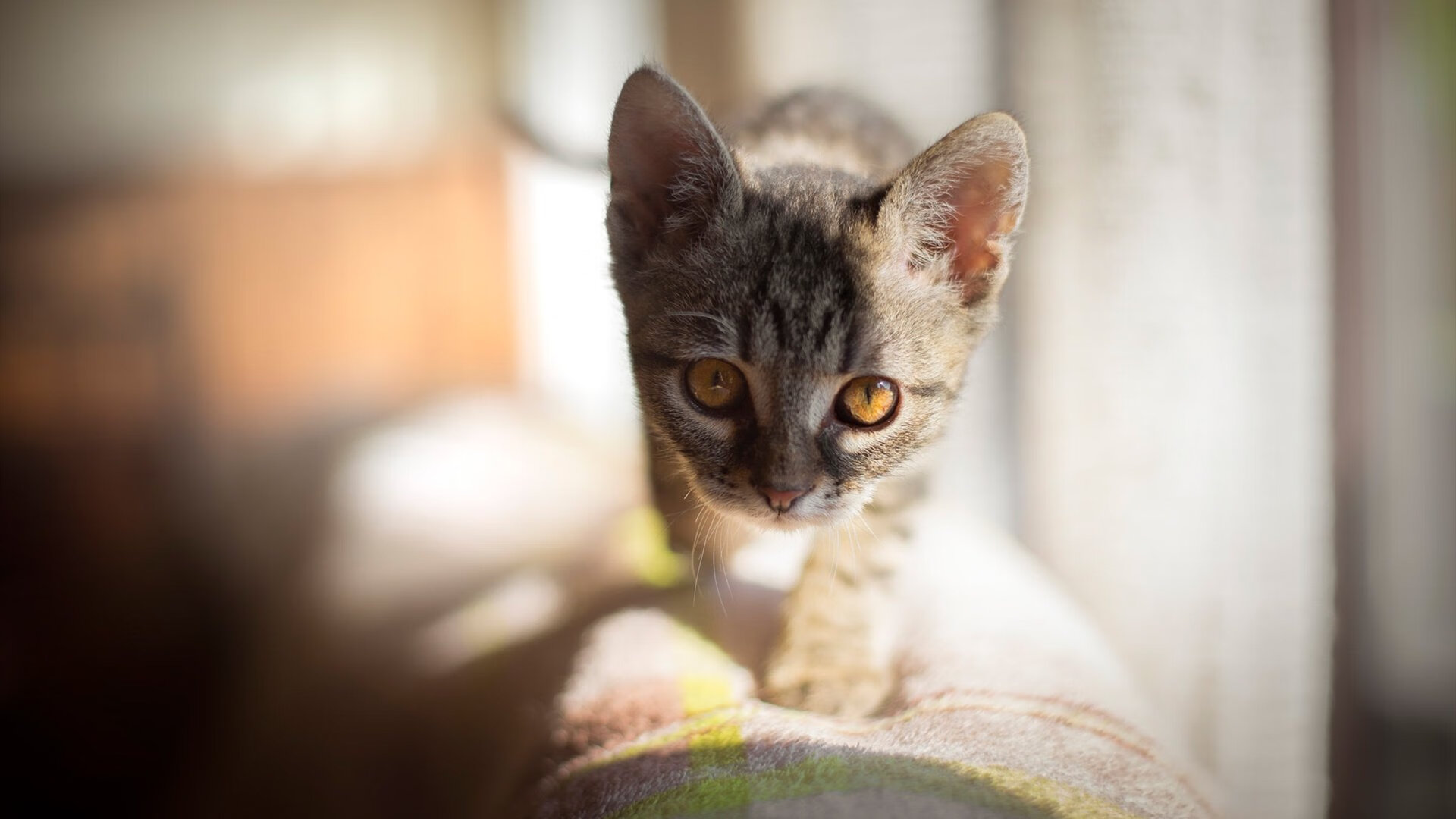 开云中国大陆-全运会火炬传递展示地方特色，全运会火炬的火种来自哪里