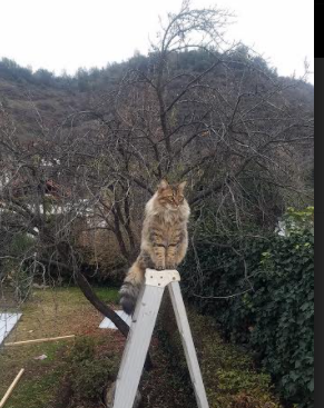 博卡计划加强心理素质与比赛韧性培养,博卡青年培养出的球星