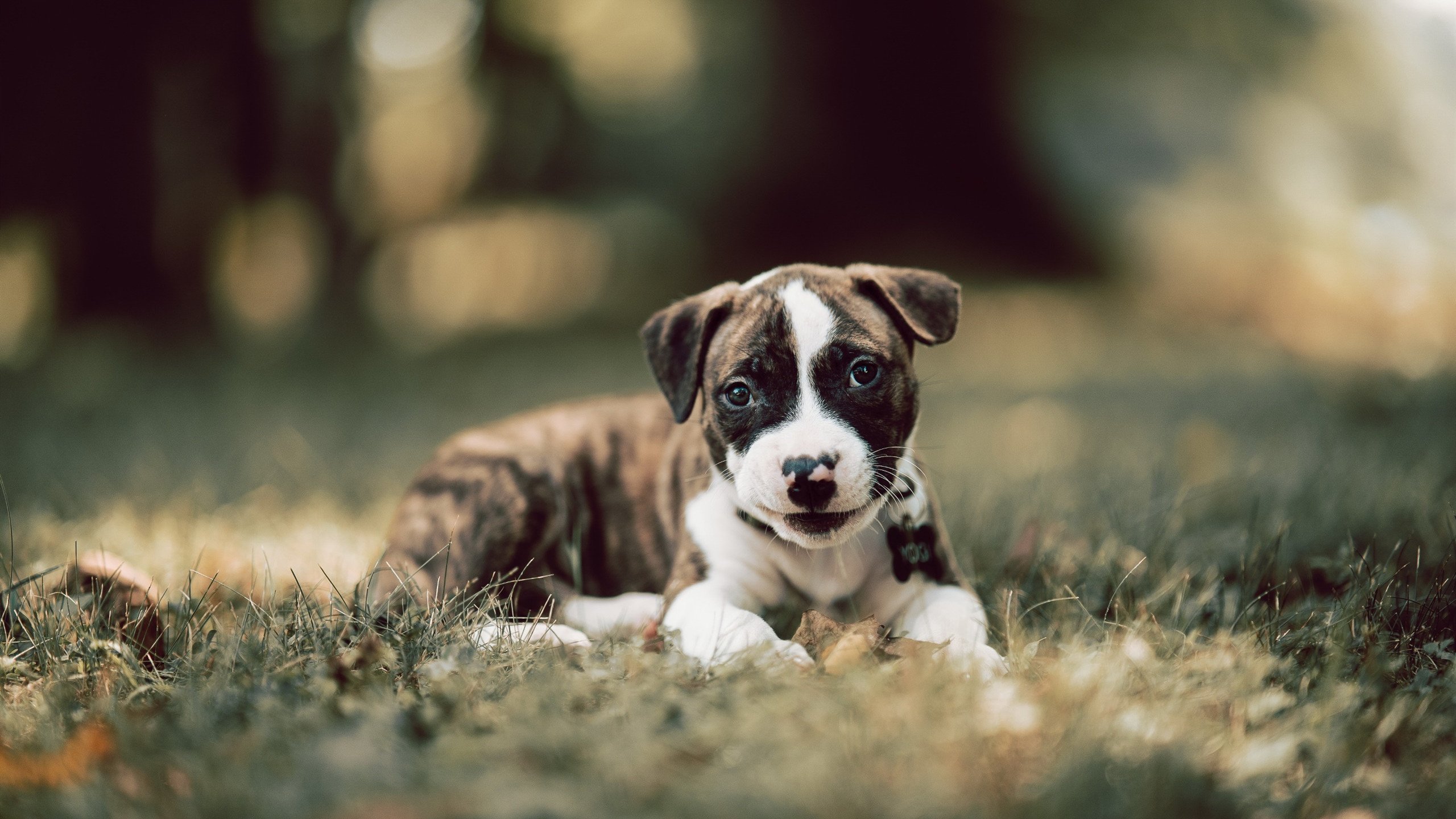 城市马拉松志愿者管理系统上线,马拉松志愿者报名官网