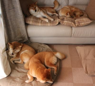 “华金·托比利亚的速度与反应力,为美洲狮队提供强大防守保障”