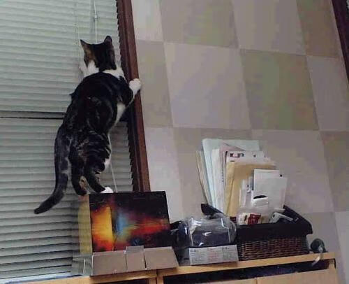 法甲外援融入城市生活报道,法甲能上几个外援