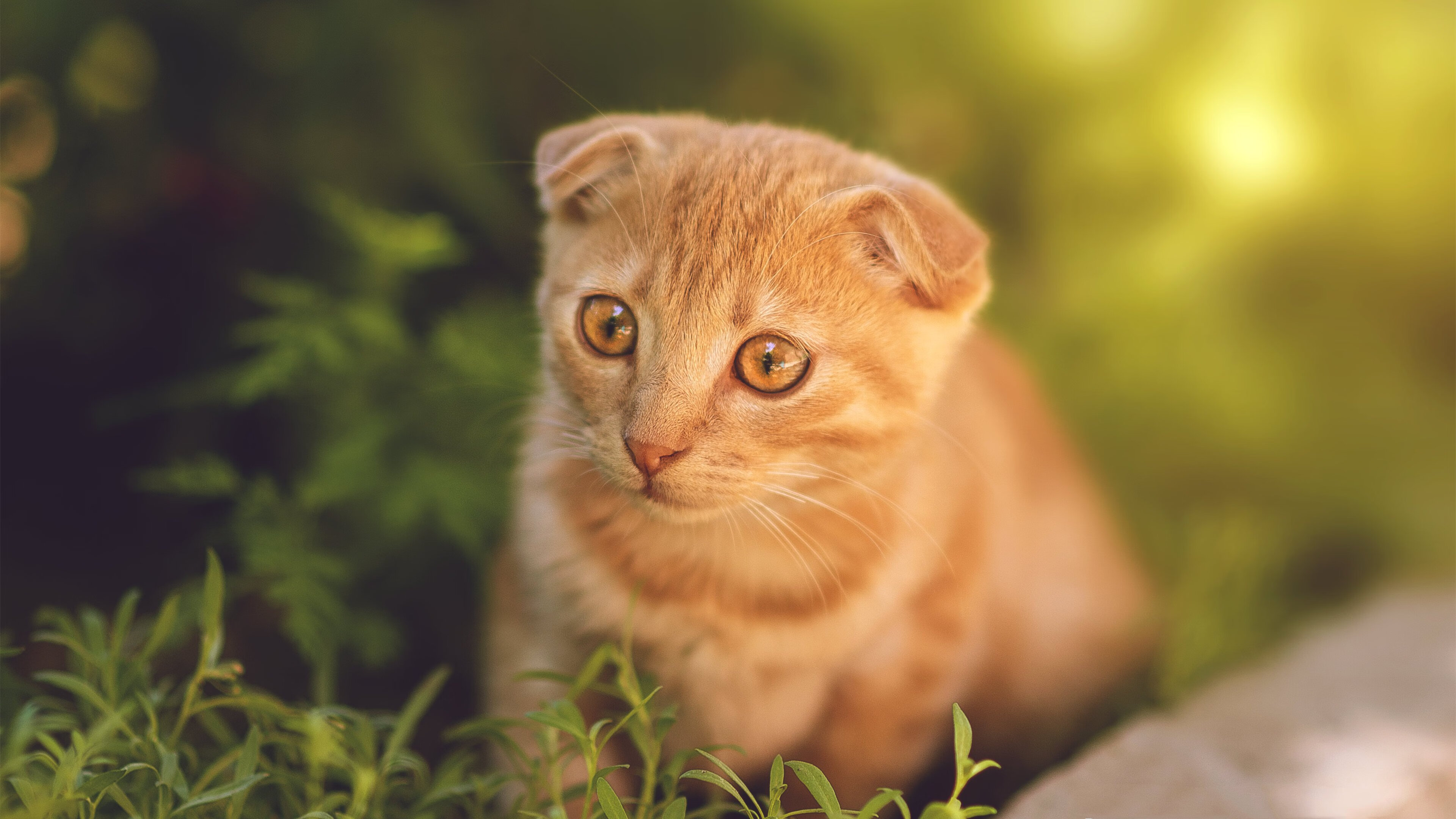 开云网站-澳大利亚橄榄球市场吸引国际品牌合作，商业化发展提速，澳大利亚国家橄榄球联赛