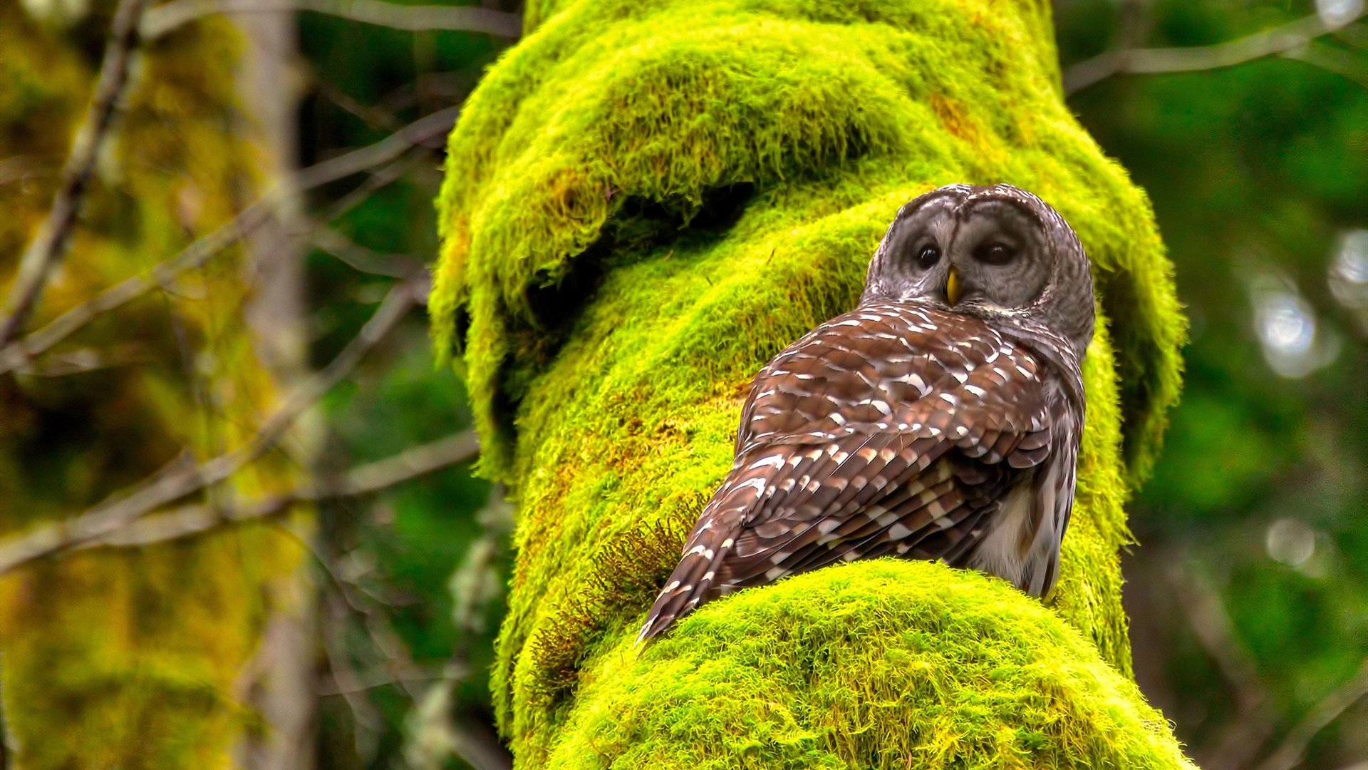 英国队泳姿优雅，技术细腻引关注，英国游泳队队员