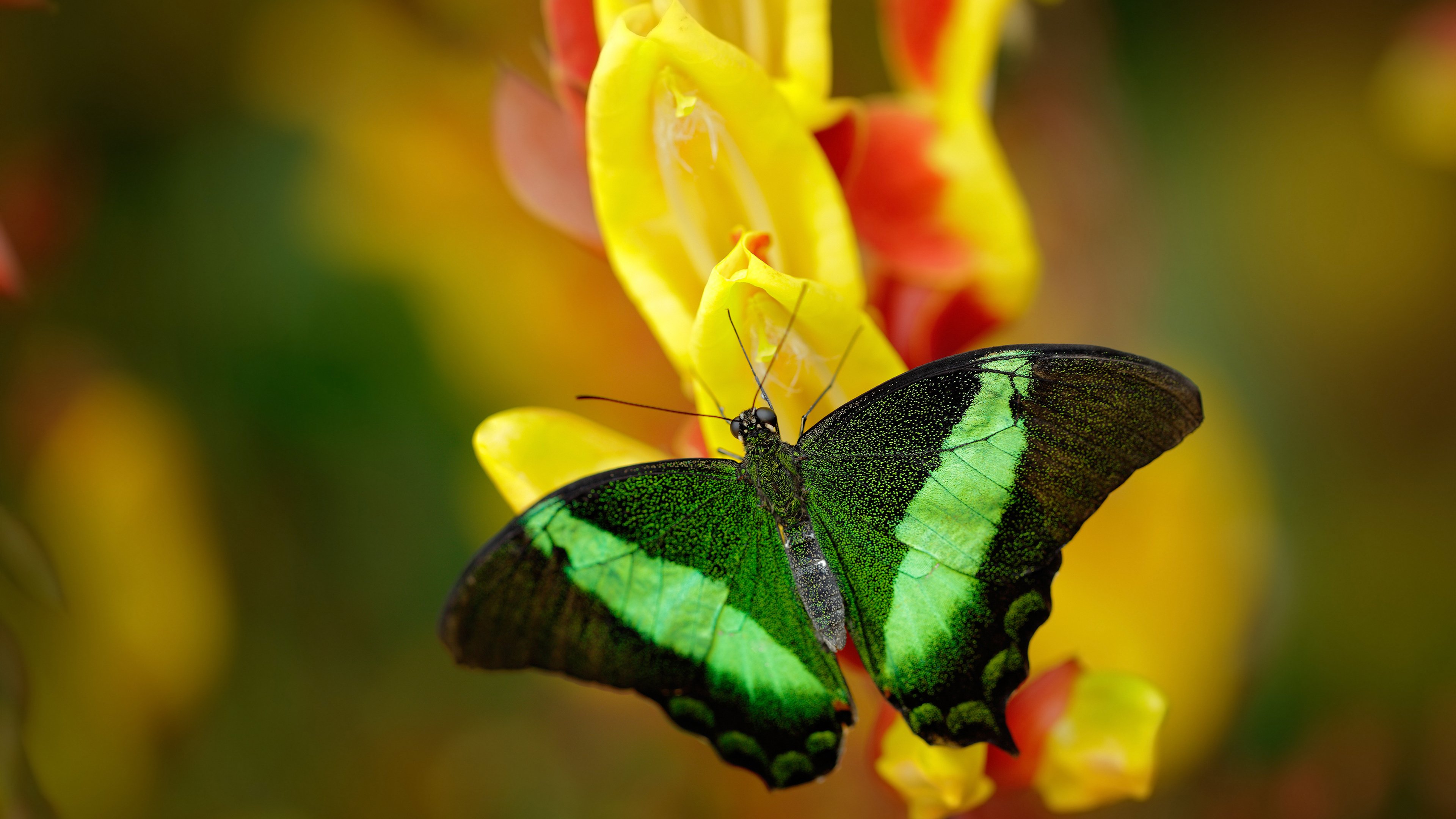 赞比亚男篮在非洲锦标赛中拼搏奋战,跨越历史新高,赞比亚球星